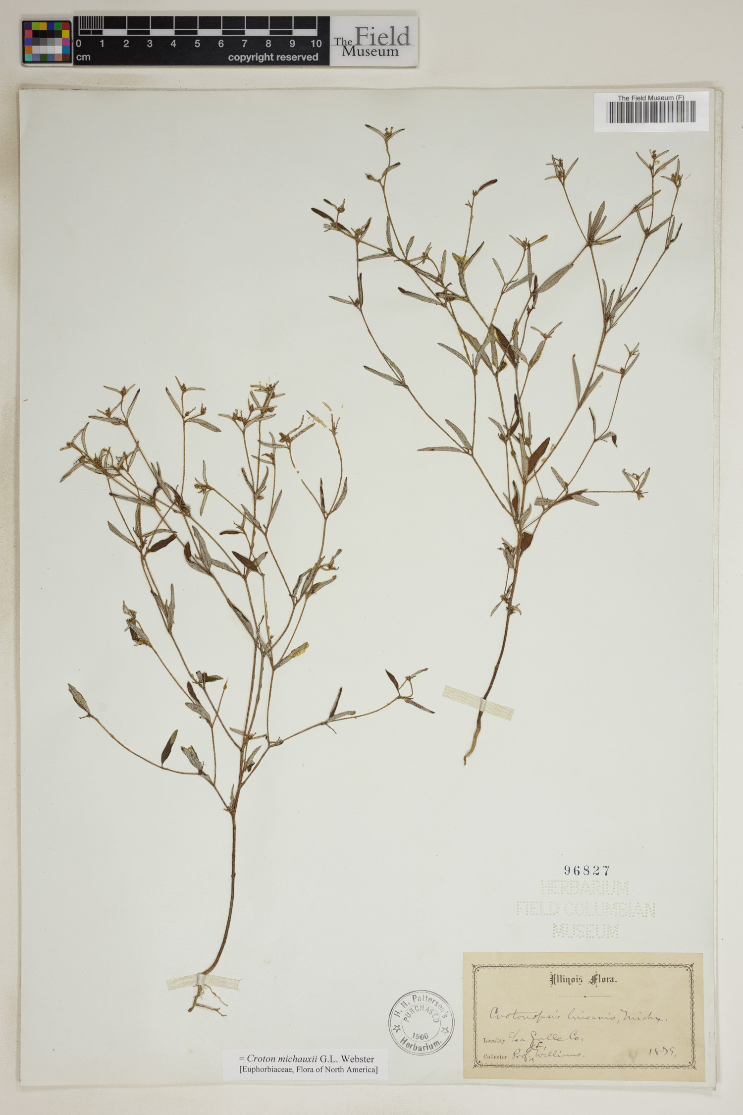 Croton michauxii image