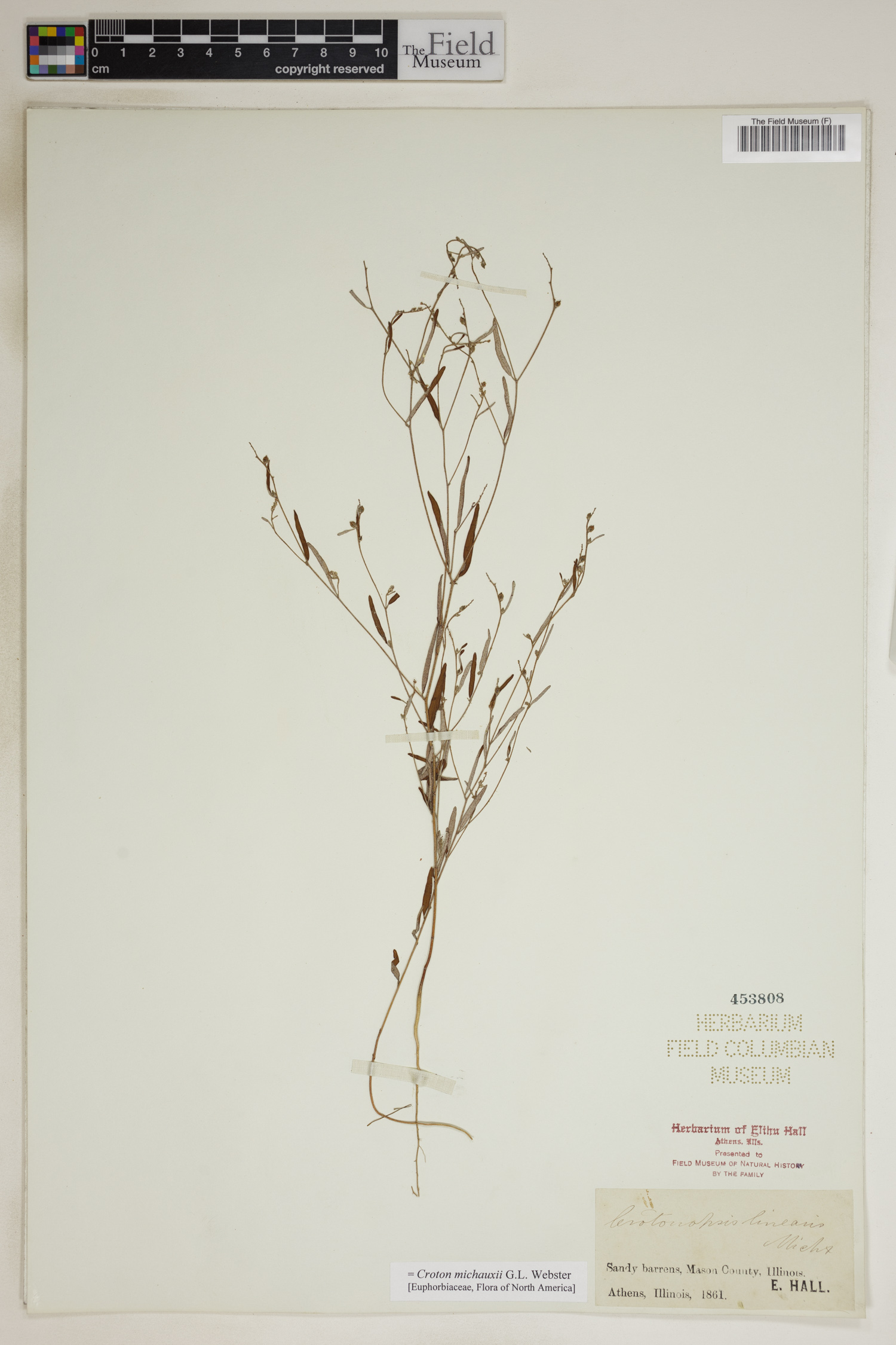 Croton michauxii image