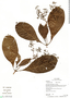 Psychotria acreana image