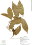 Annona glomerulifera image