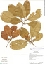 Sloanea merevariensis image