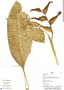 Heliconia lourteigiae image