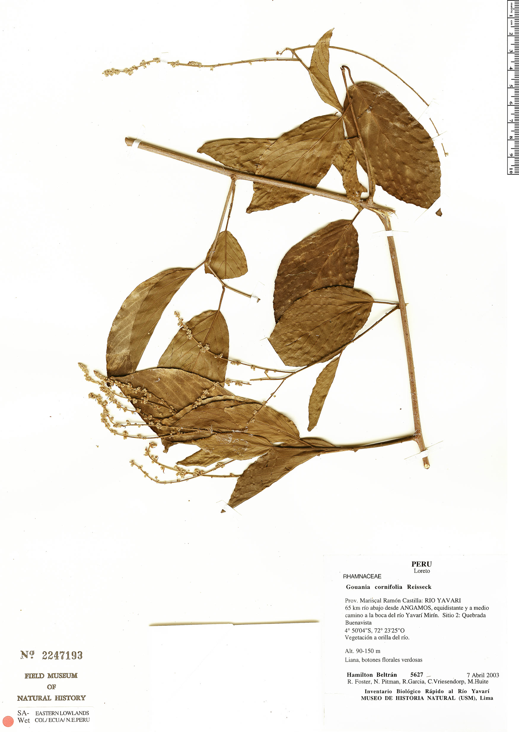Gouania cornifolia image