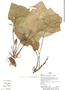 Xanthosoma trichophyllum image