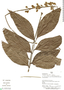 Picramnia magnifolia image