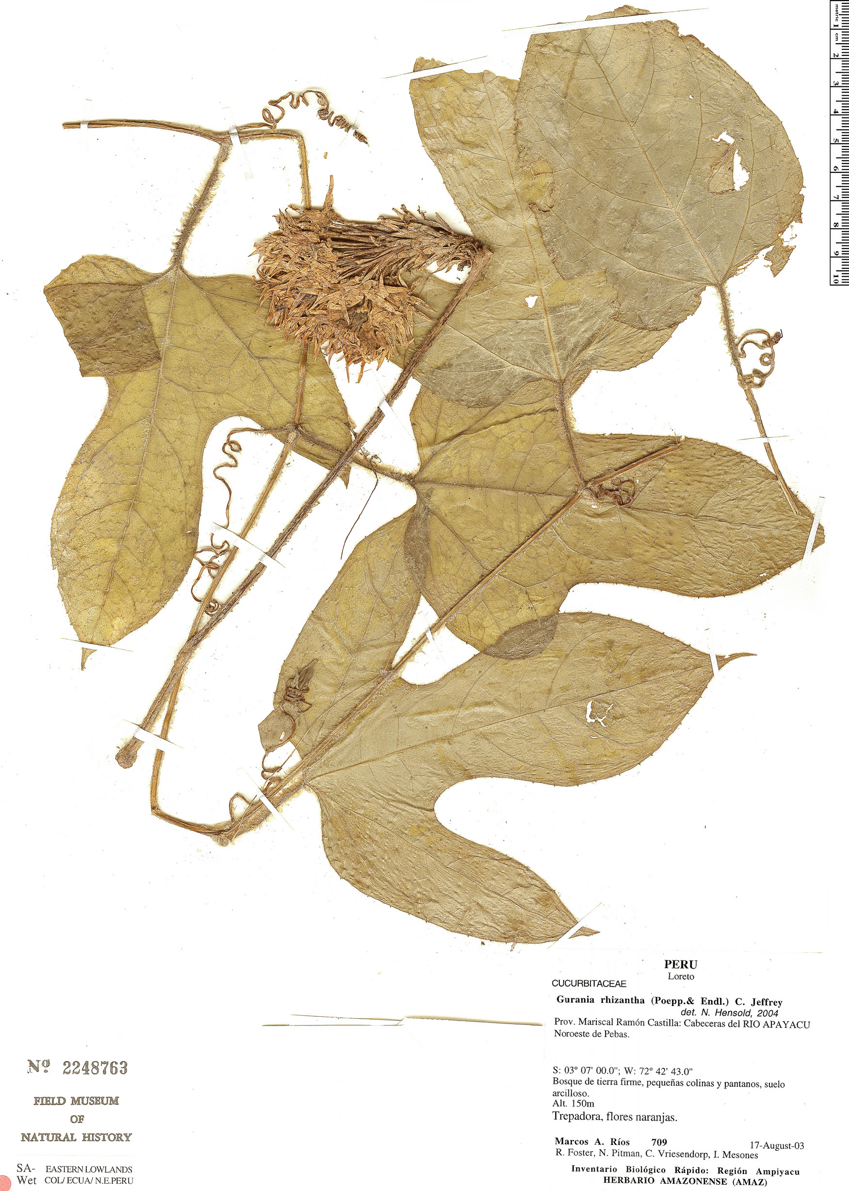 Gurania rhizantha image