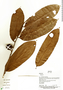Diospyros tenuiflora image