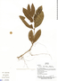 Psychotria sphaerocephala image