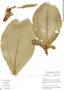 Tococa spadiciflora image