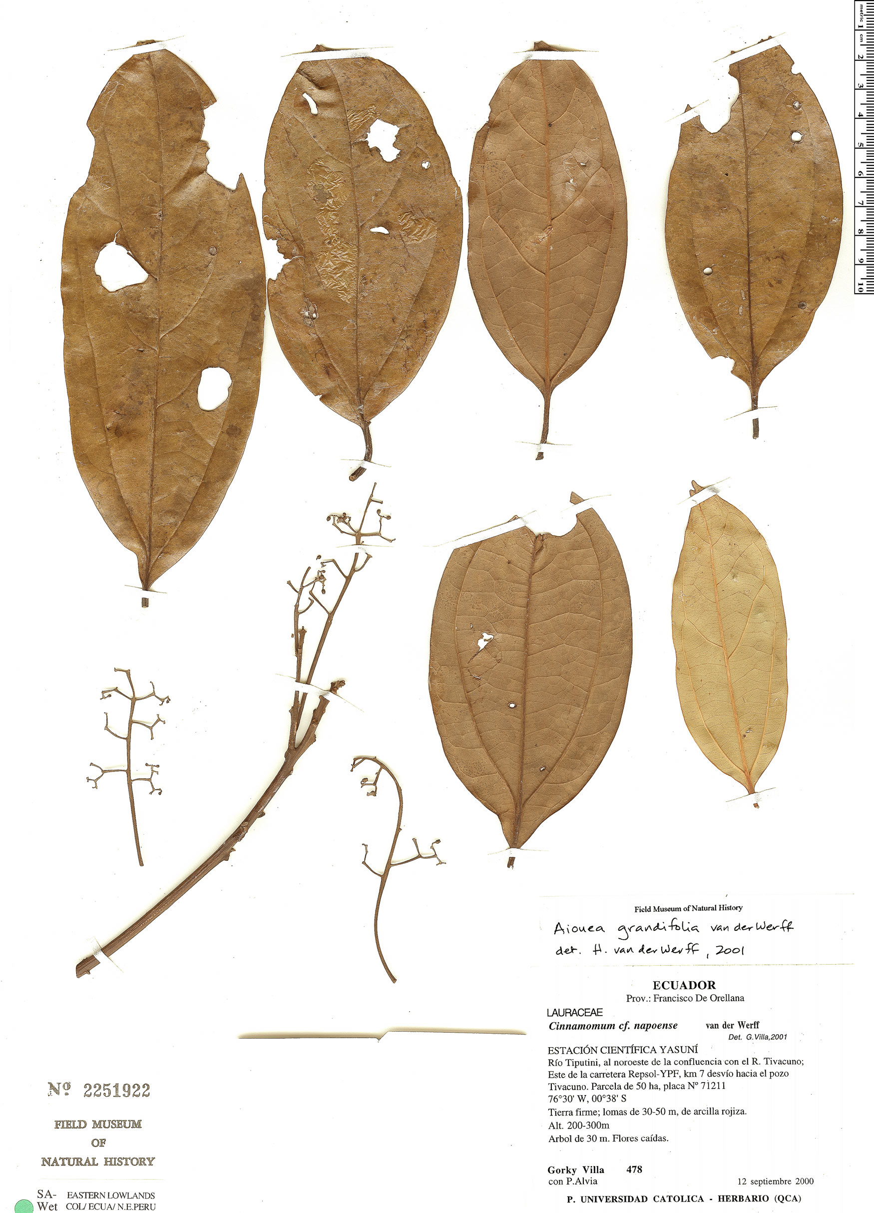 Aiouea grandifolia image