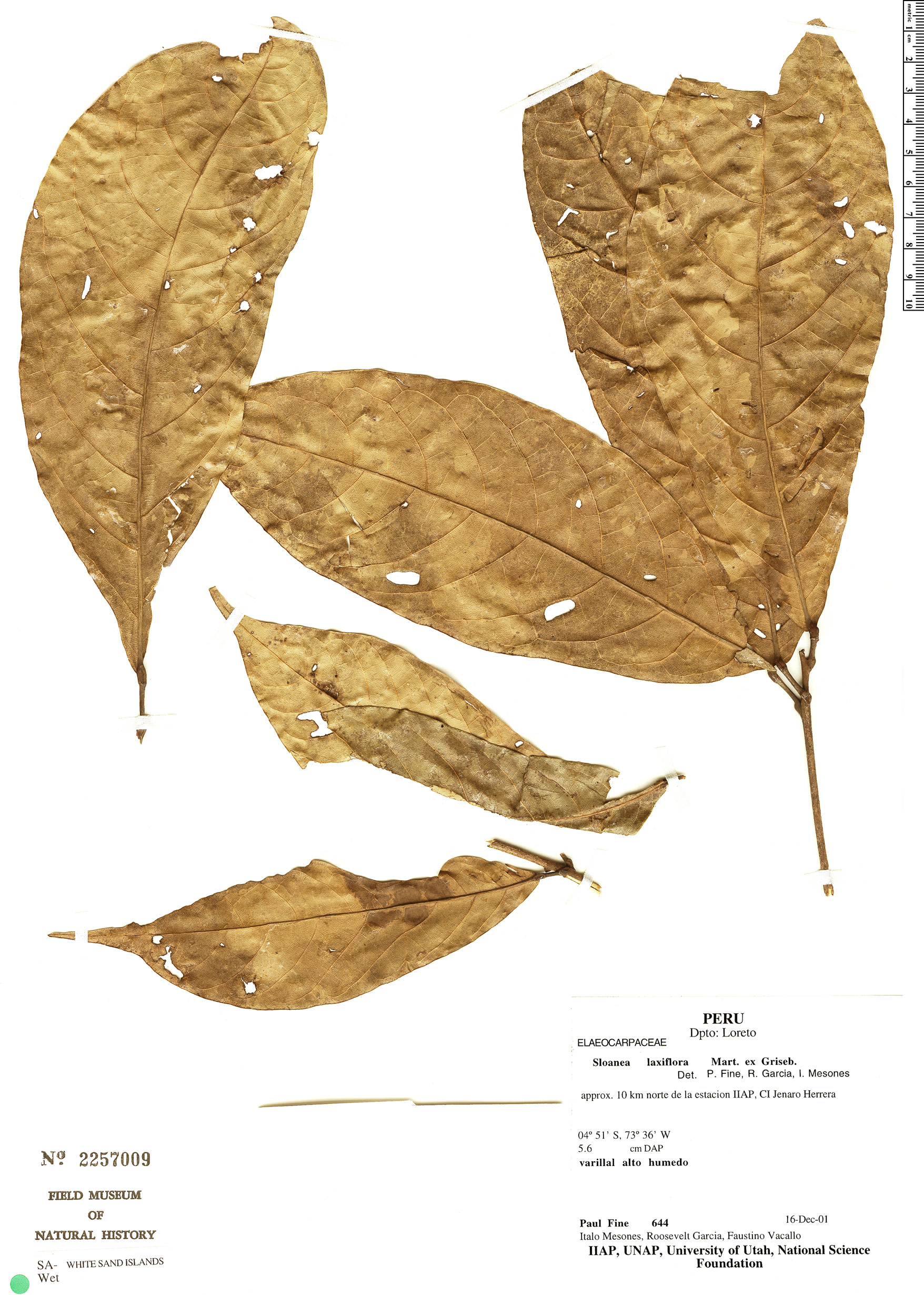 Sloanea erismoides image