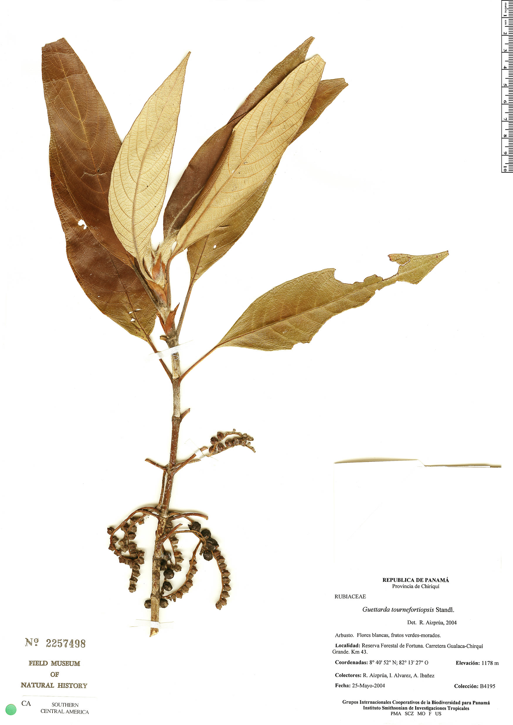 Guettarda tournefortiopsis image