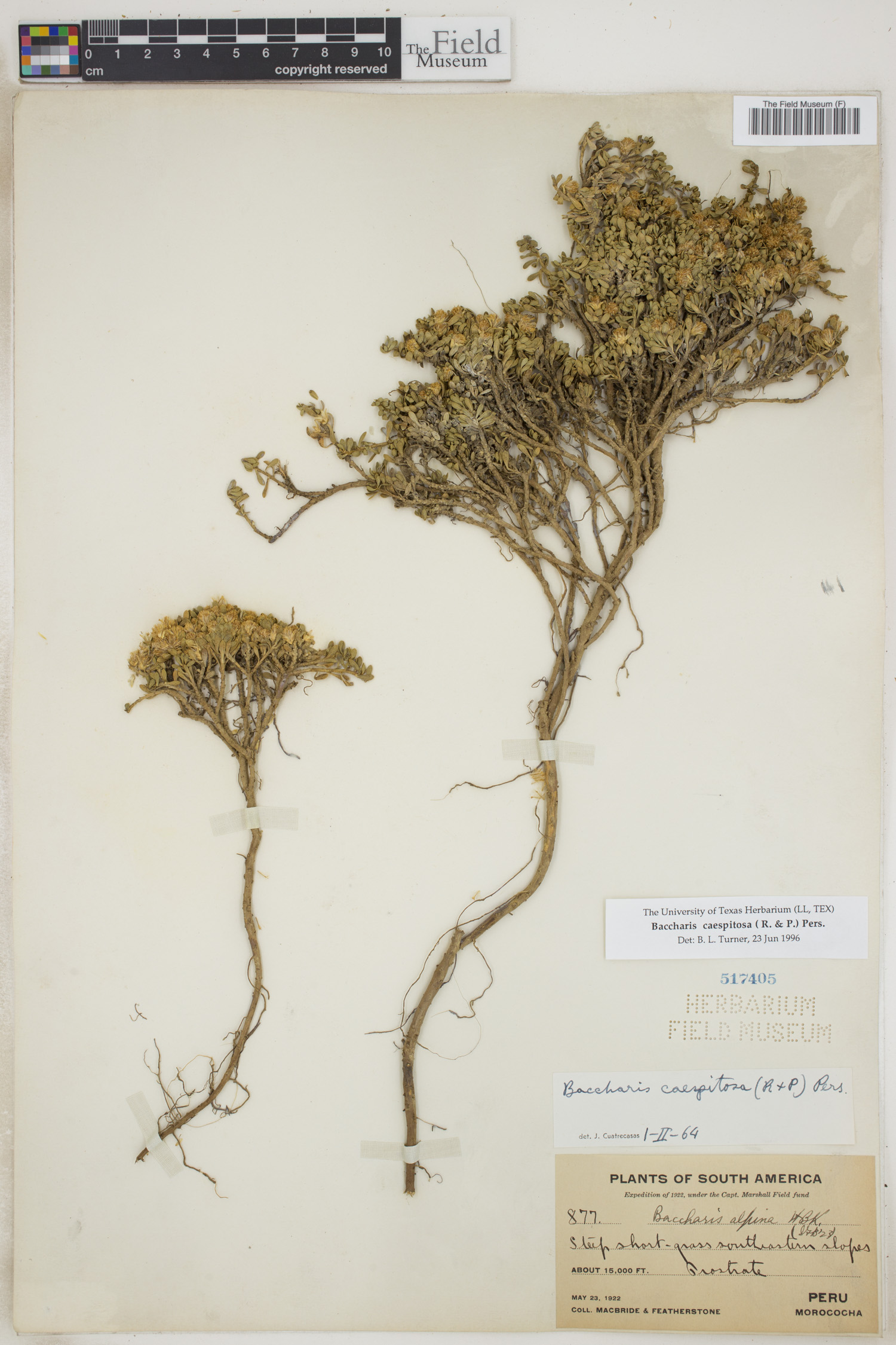 Baccharis caespitosa