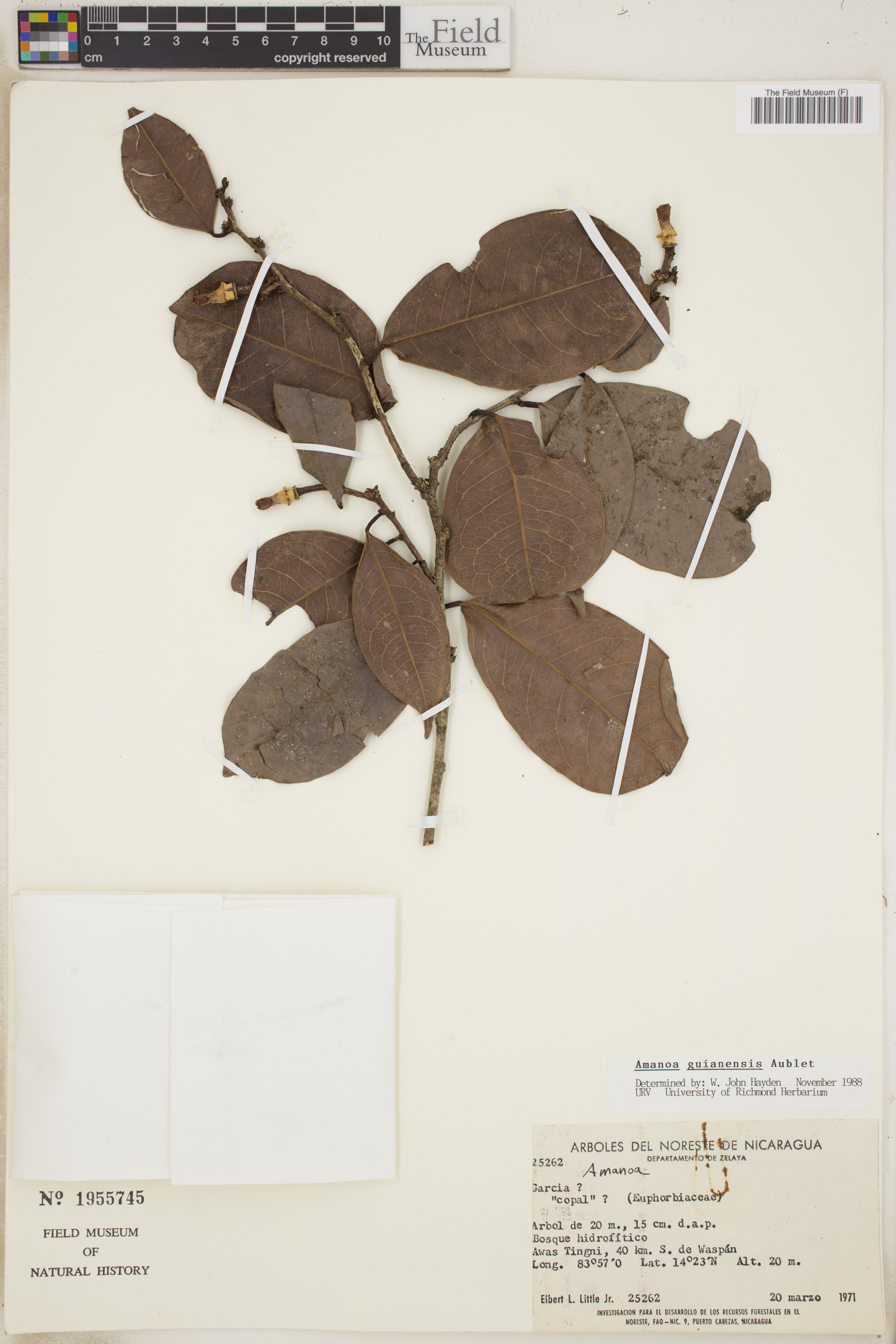Amanoa guianensis image