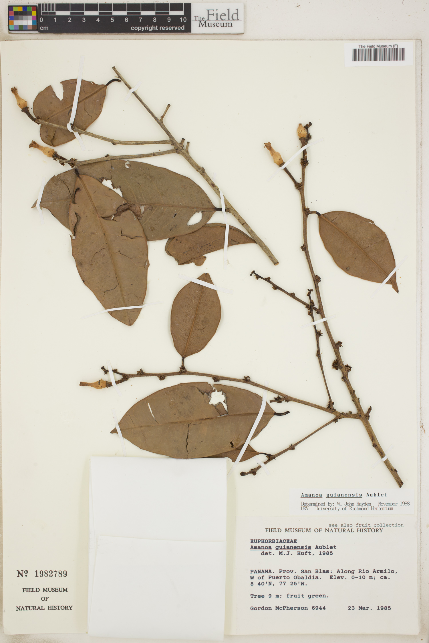 Amanoa guianensis image