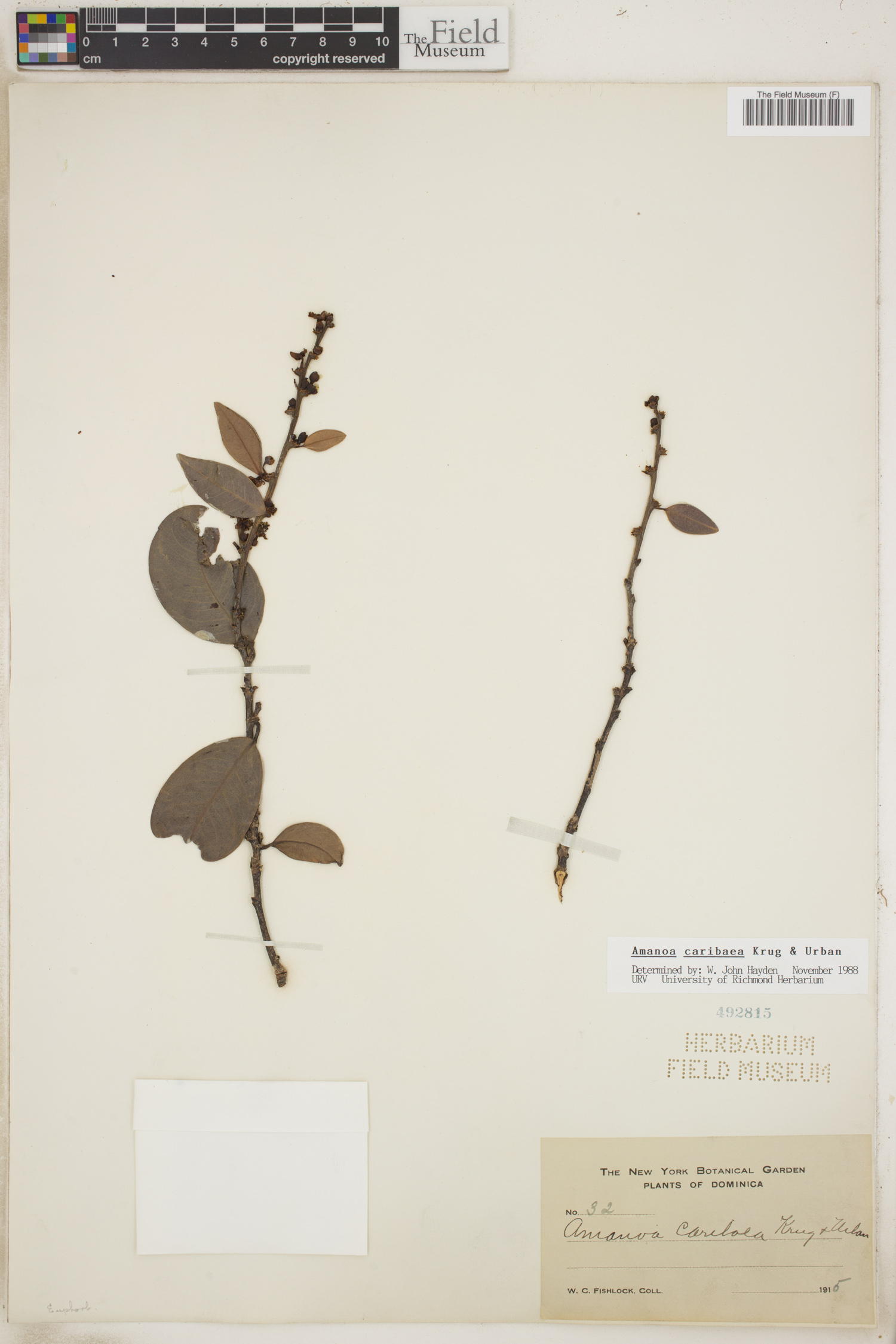 Amanoa caribaea image