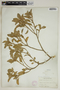 Croton punctatus image