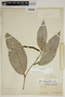 Piper melanocladum image