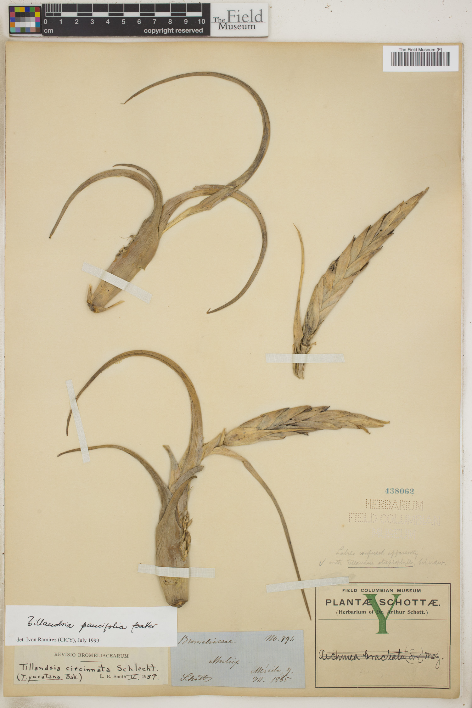 Tillandsia paucifolia image