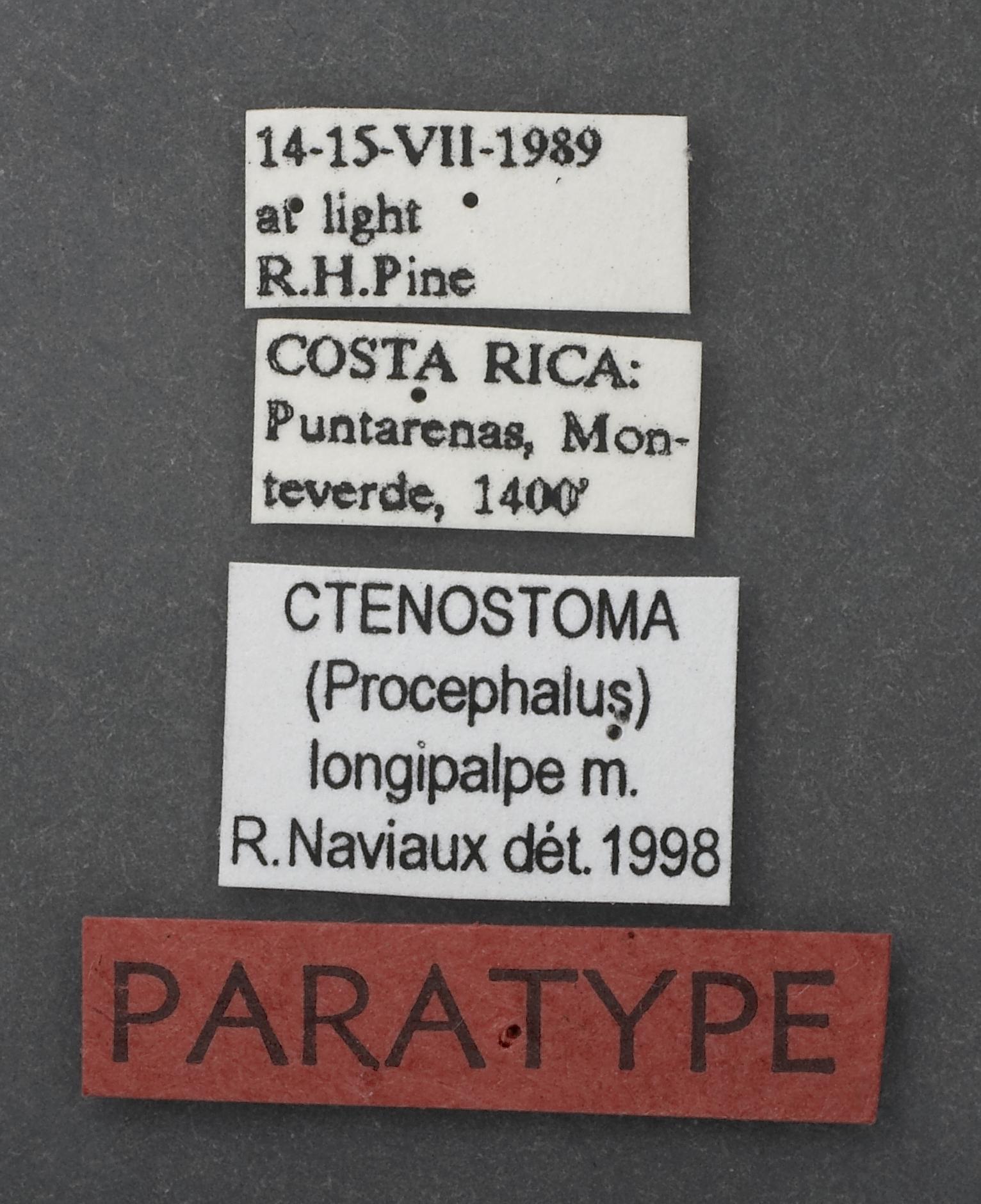 Ctenostoma longipalpe image