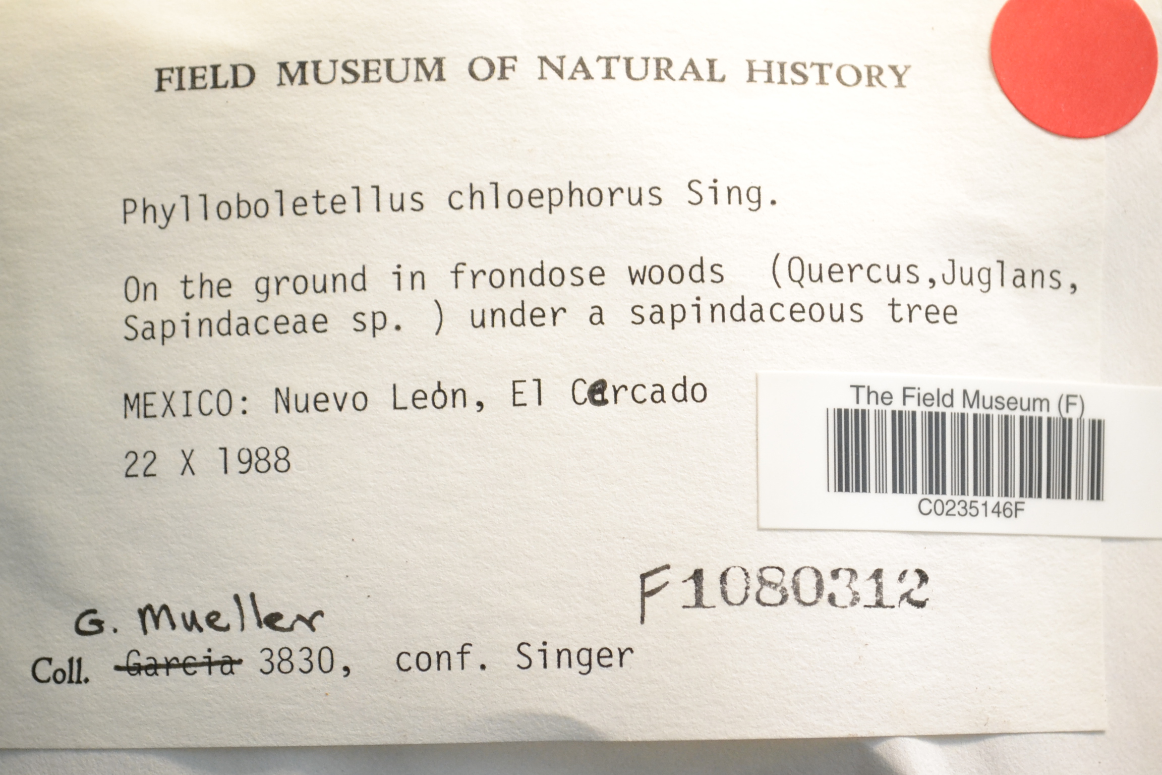 Phylloboletellus chloephorus