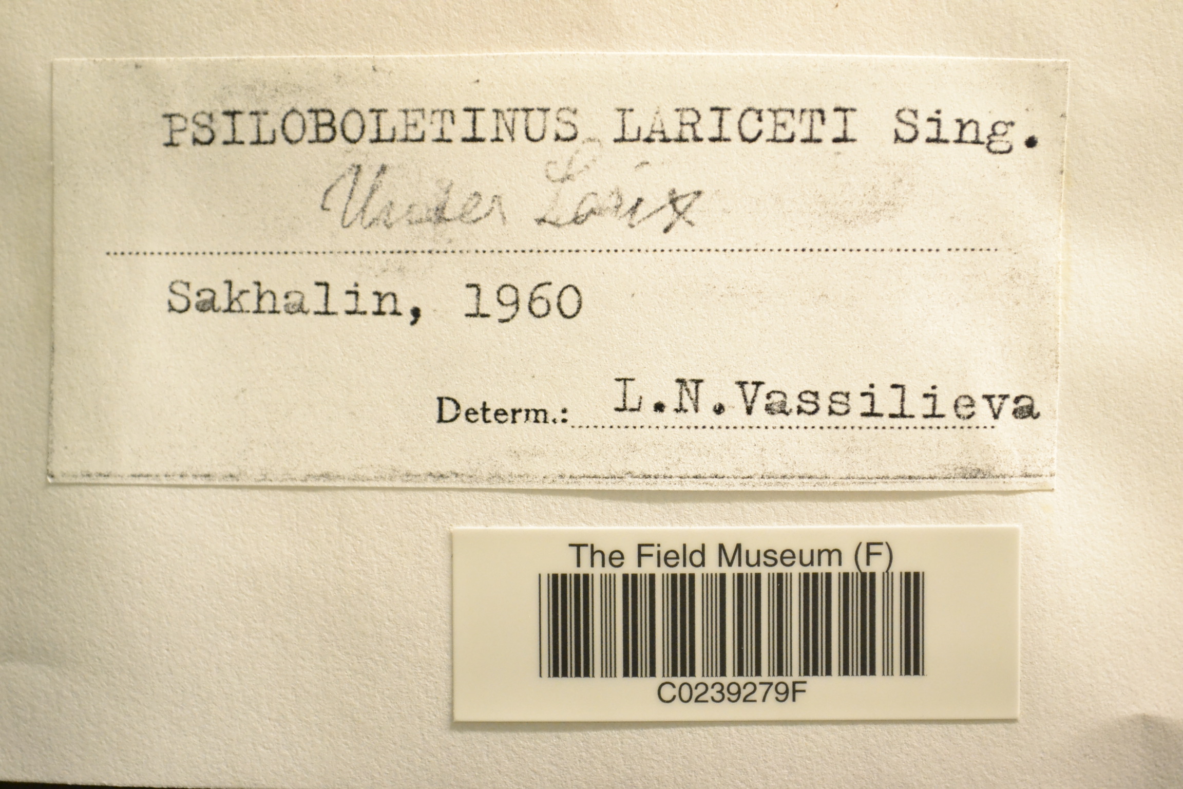 Psiloboletinus lariceti thumbnail