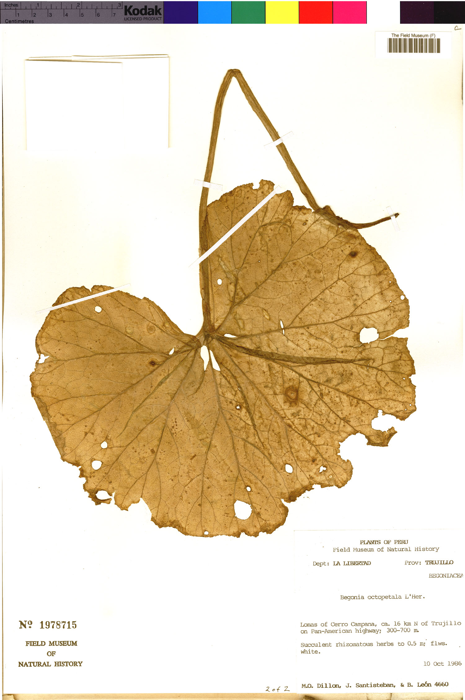 Begonia octopetala image