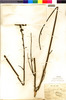 Argylia puberula image