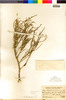 Sarcocornia fruticosa image