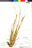 Koeleria trachyantha image
