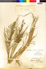 Leptochloa fusca ssp. uninervia image