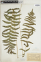 Thelypteris palustris subsp. palustris image