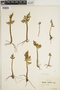 Botrychium lanceolatum image