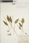 Ophioglossum vulgatum image