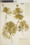 Diphasiastrum tristachyum image