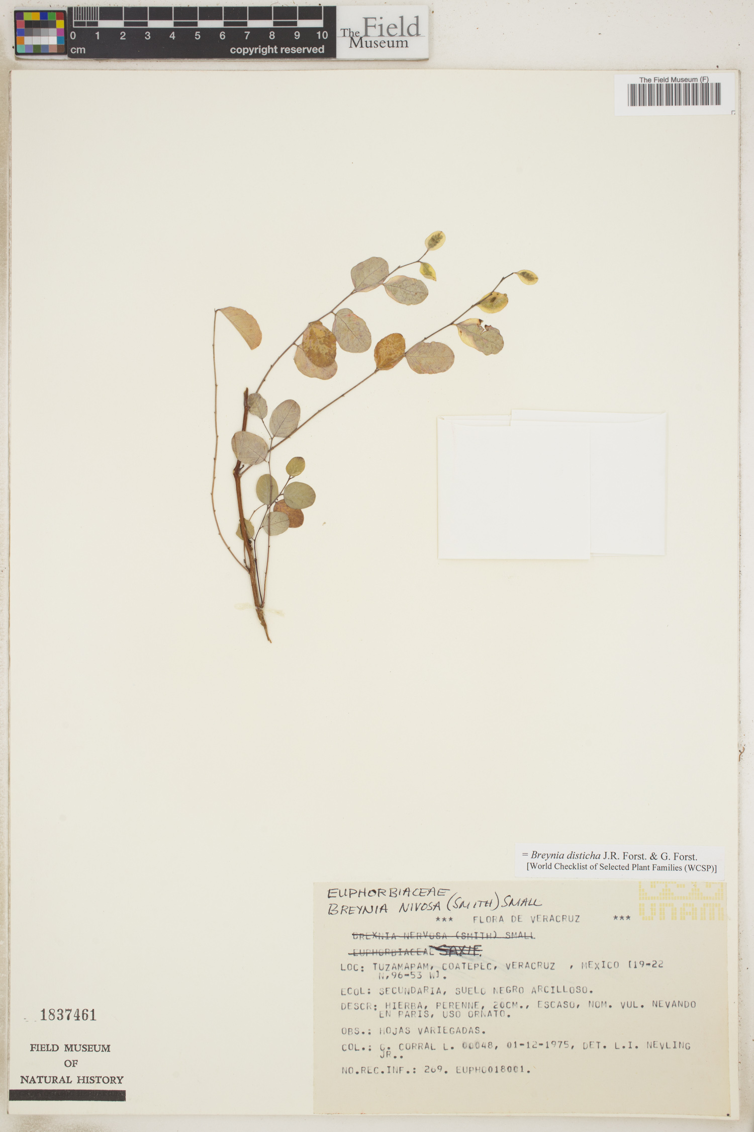 Breynia disticha image
