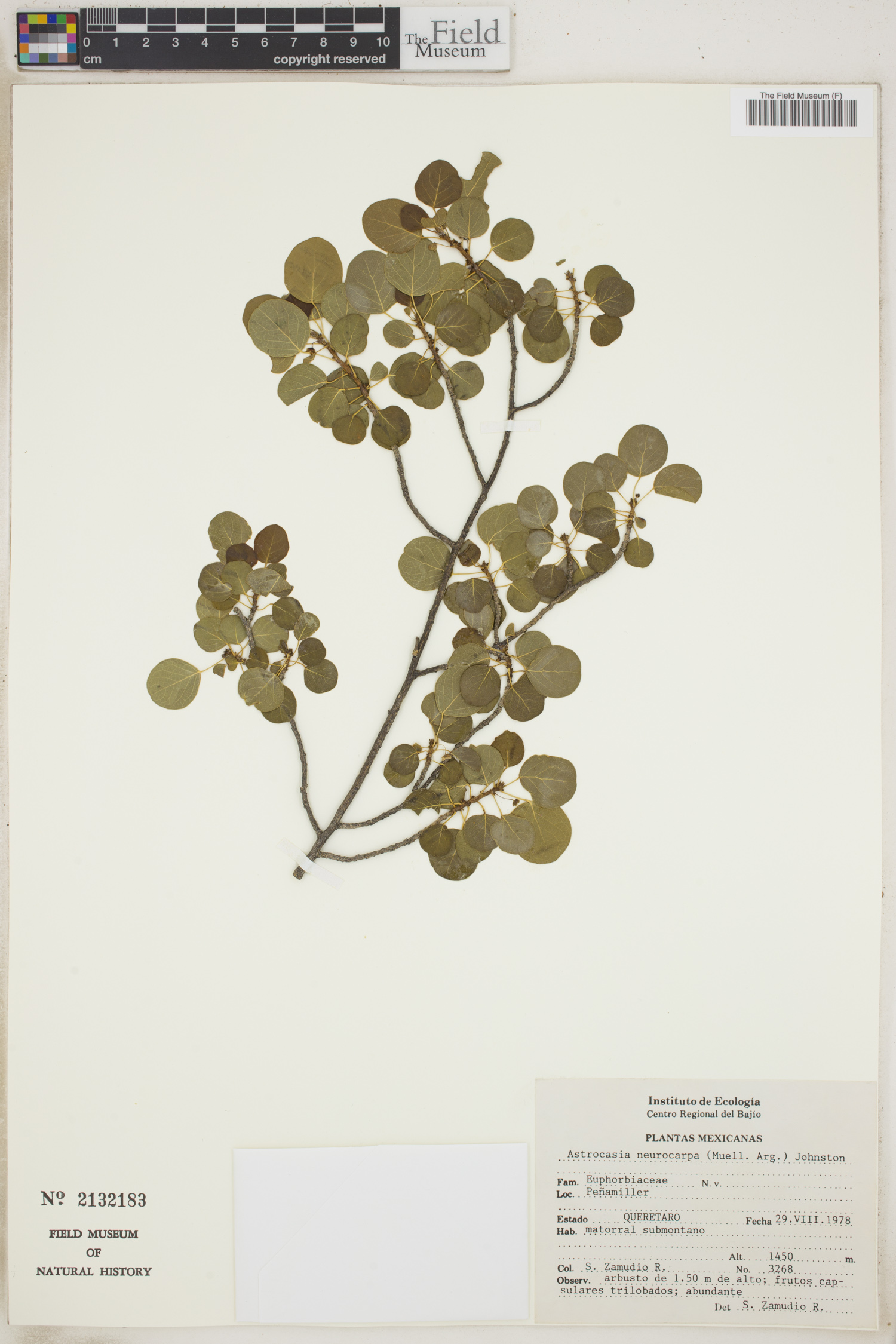 Astrocasia neurocarpa image