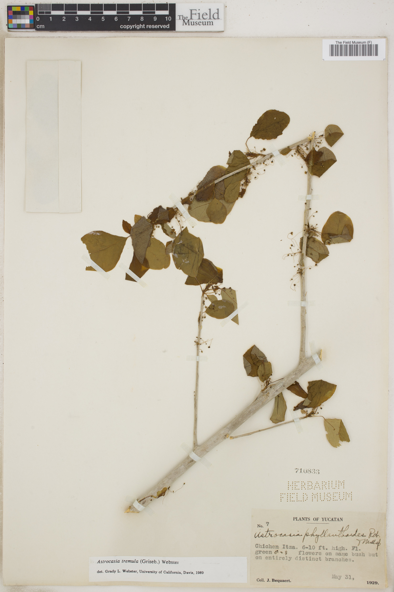 Astrocasia tremula image