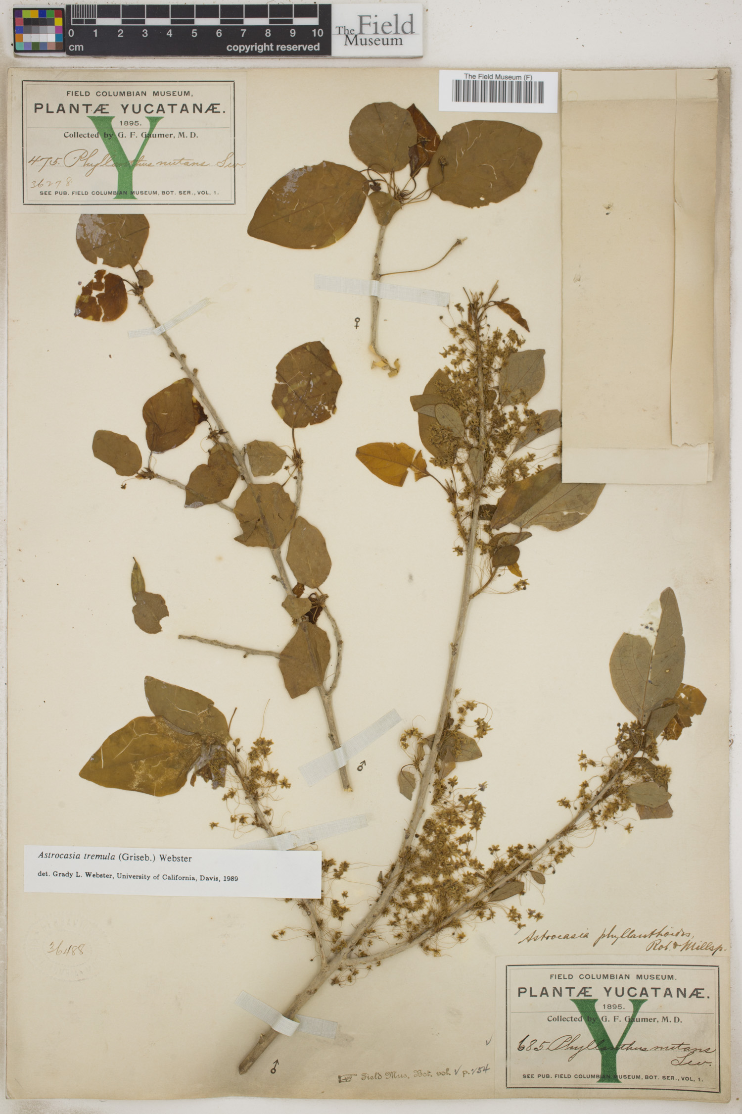 Astrocasia tremula image