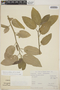 Caperonia palustris image