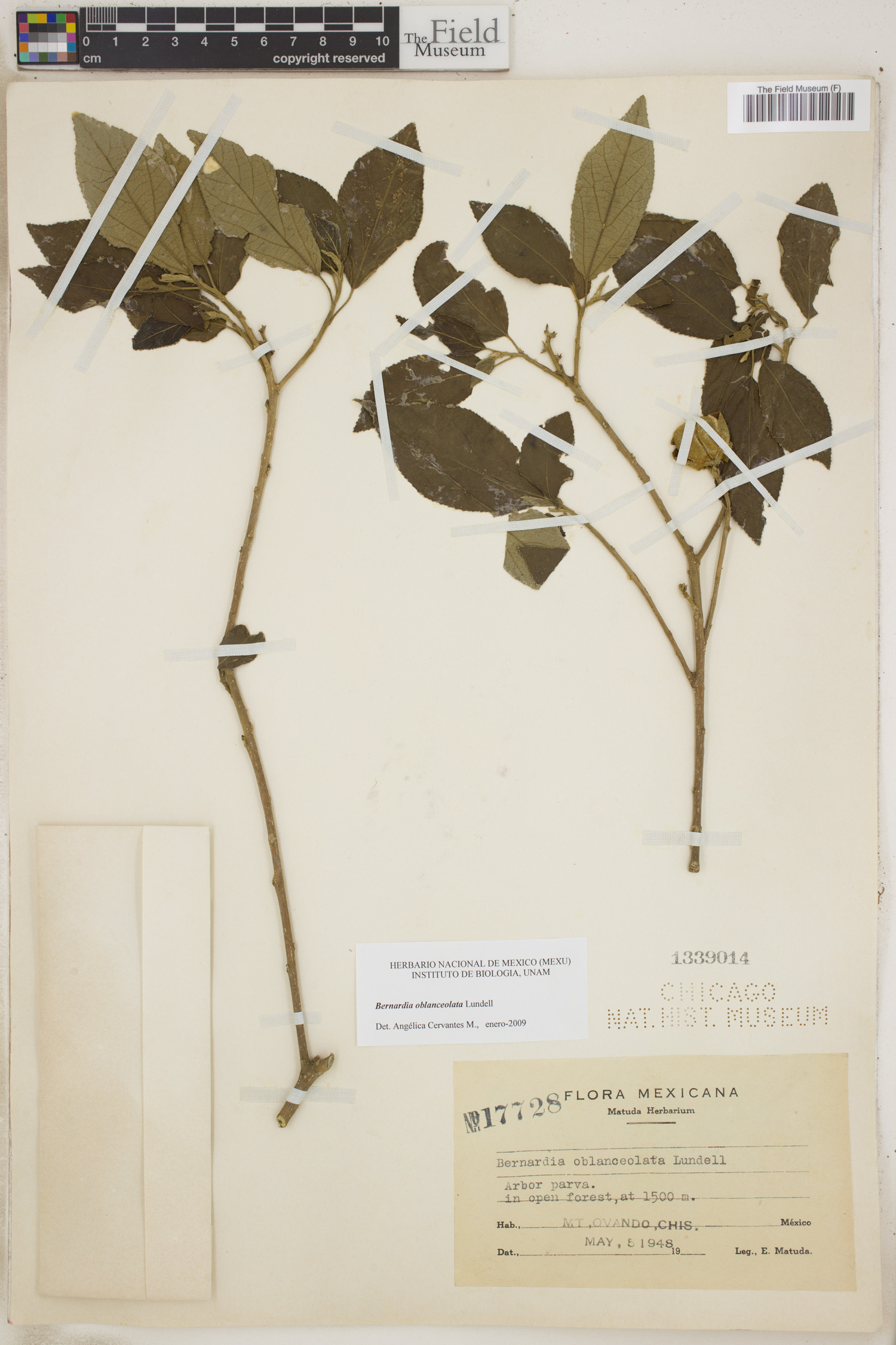 Bernardia oblanceolata image