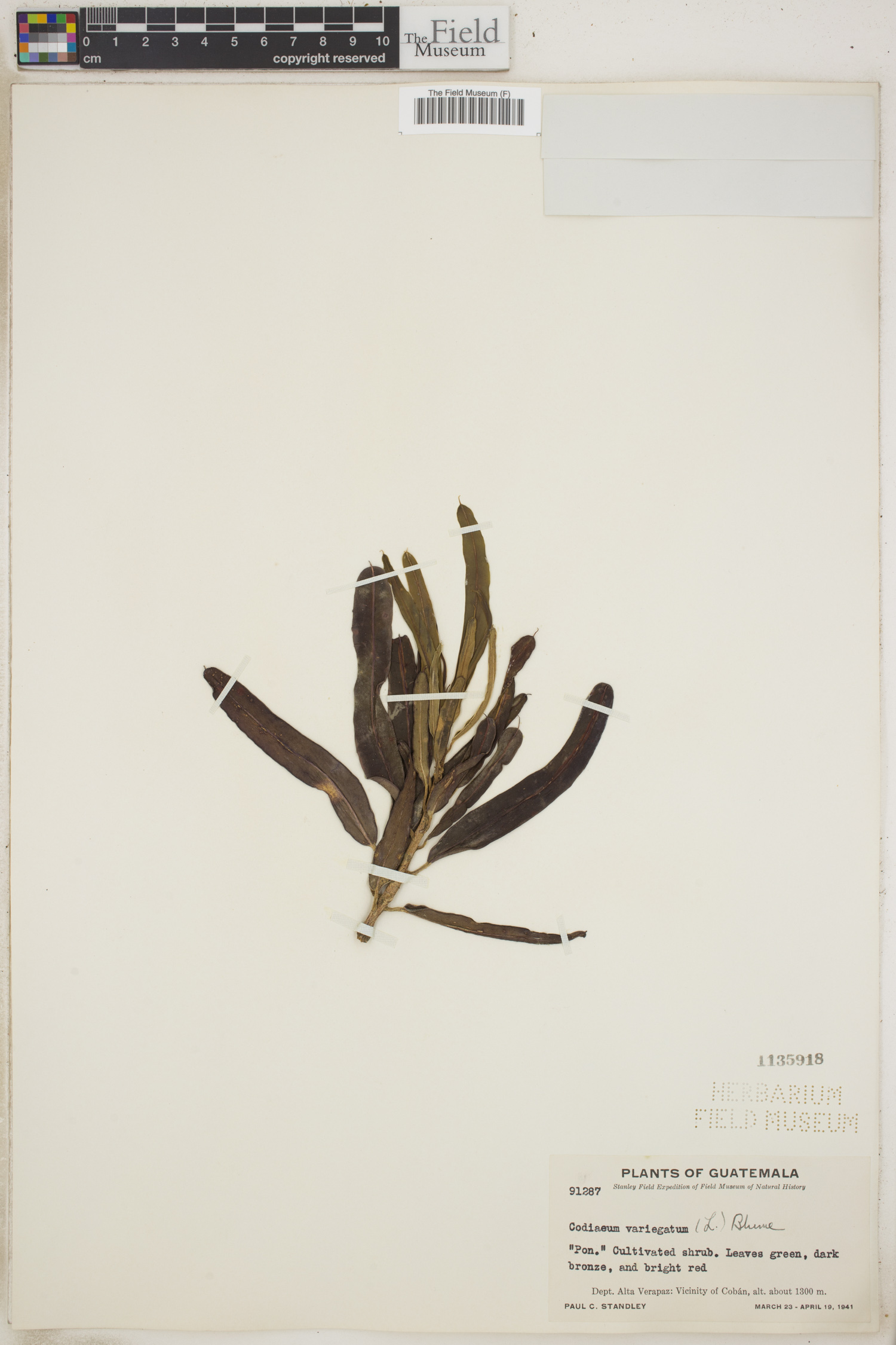 Codiaeum variegatum image