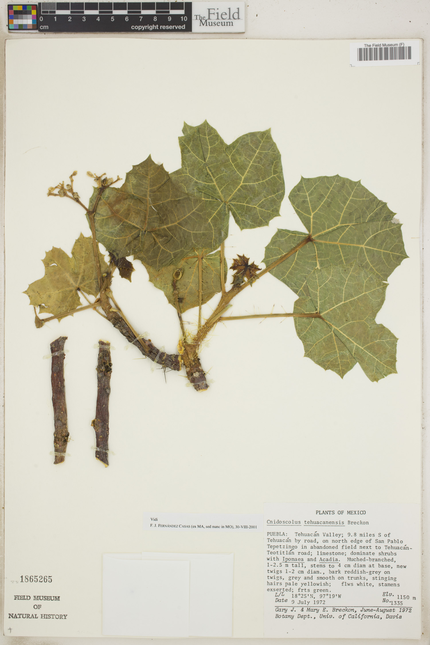 Cnidoscolus tehuacanensis image
