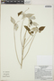 Croton ameliae image