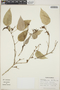 Croton arboreus image