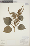 Croton arboreus image