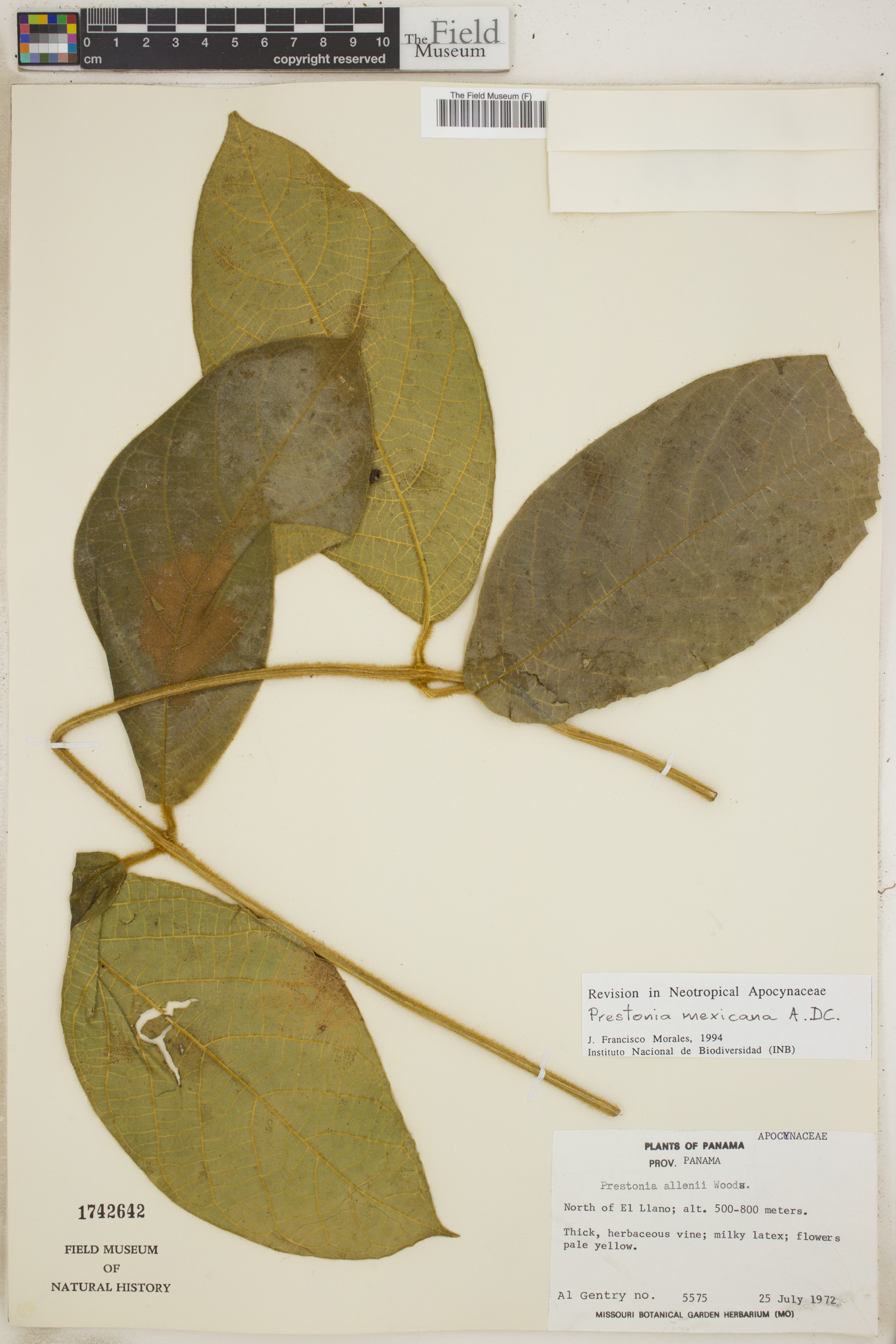 Prestonia mexicana image