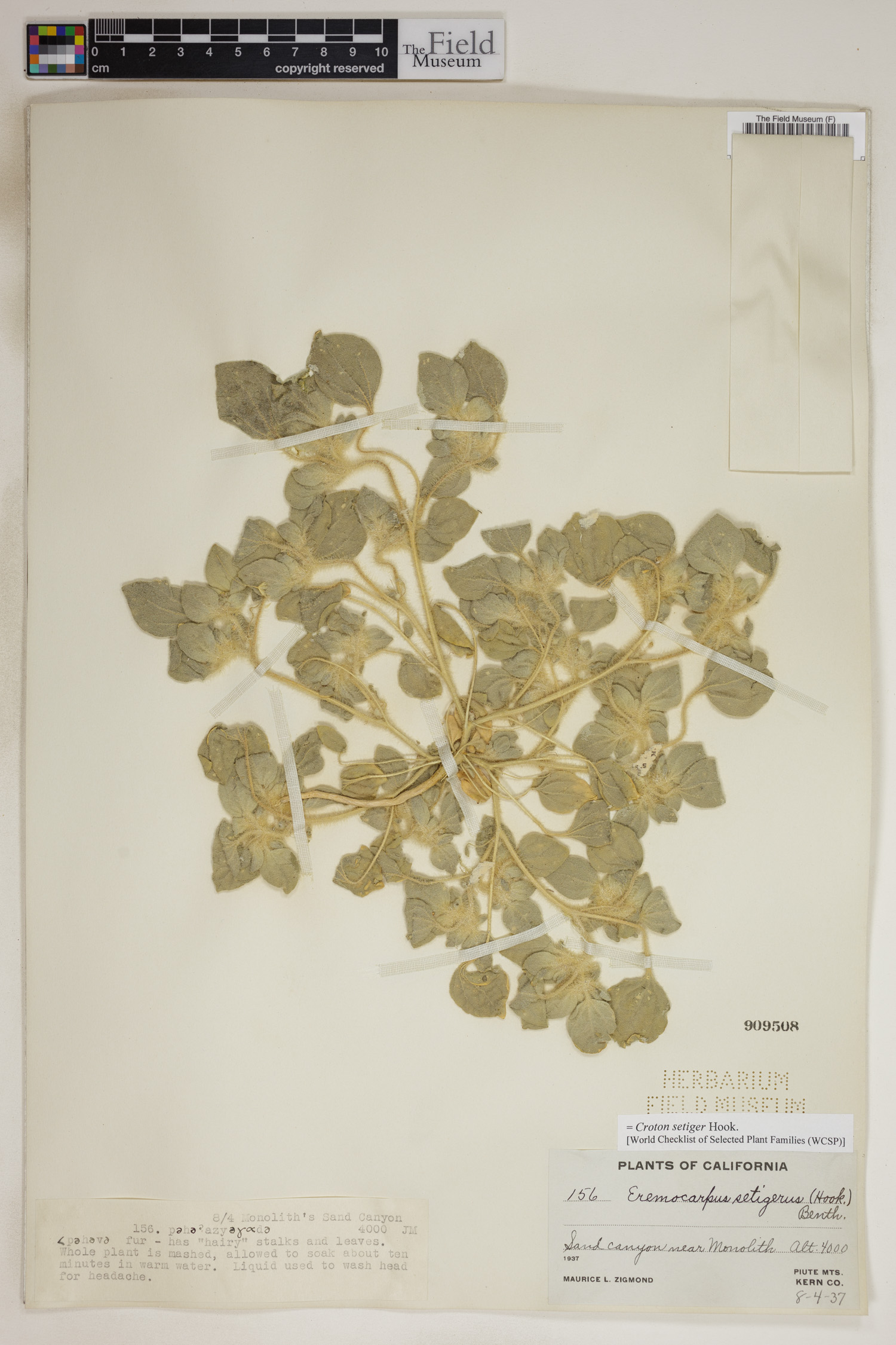 Croton setiger image