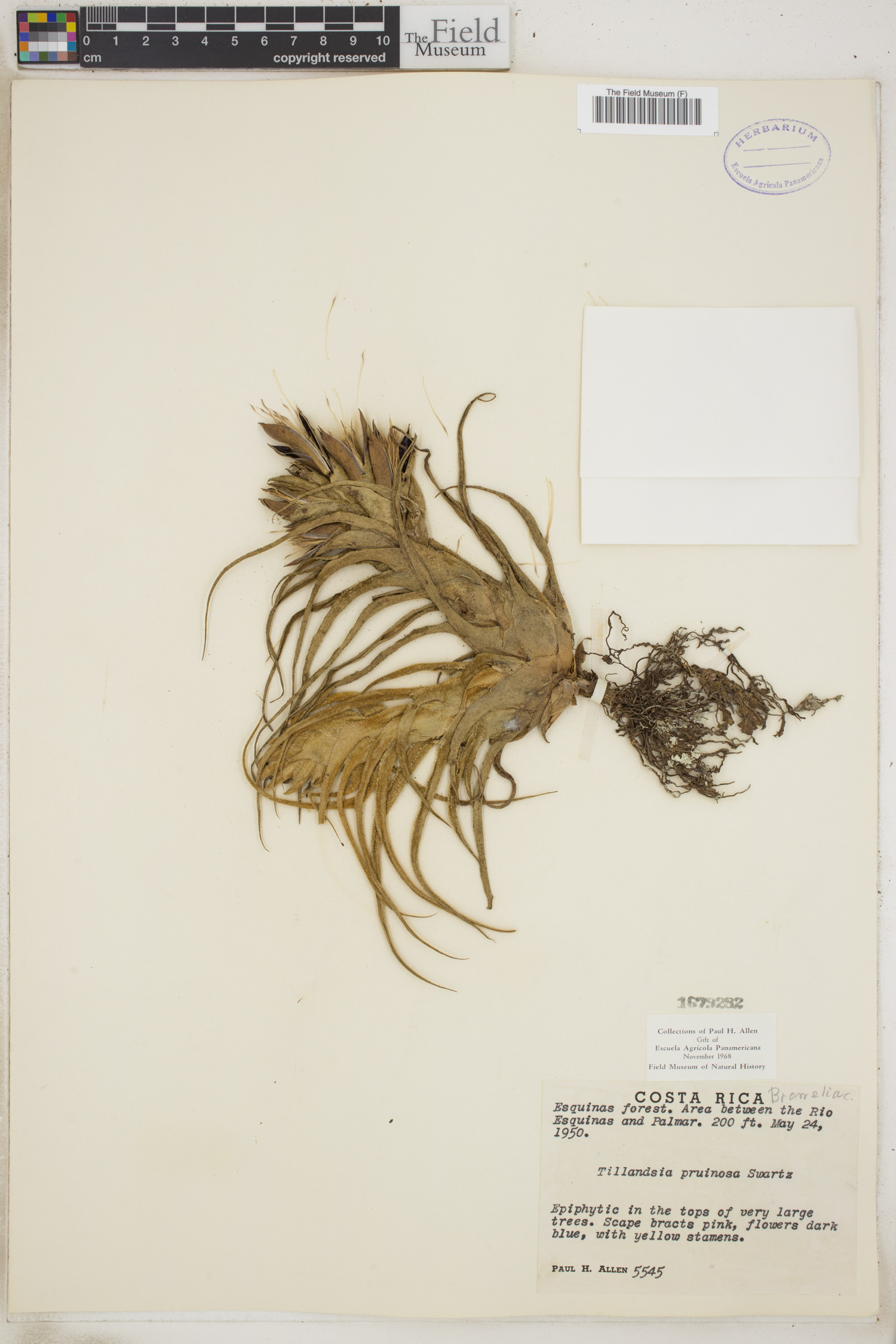 Tillandsia pruinosa image