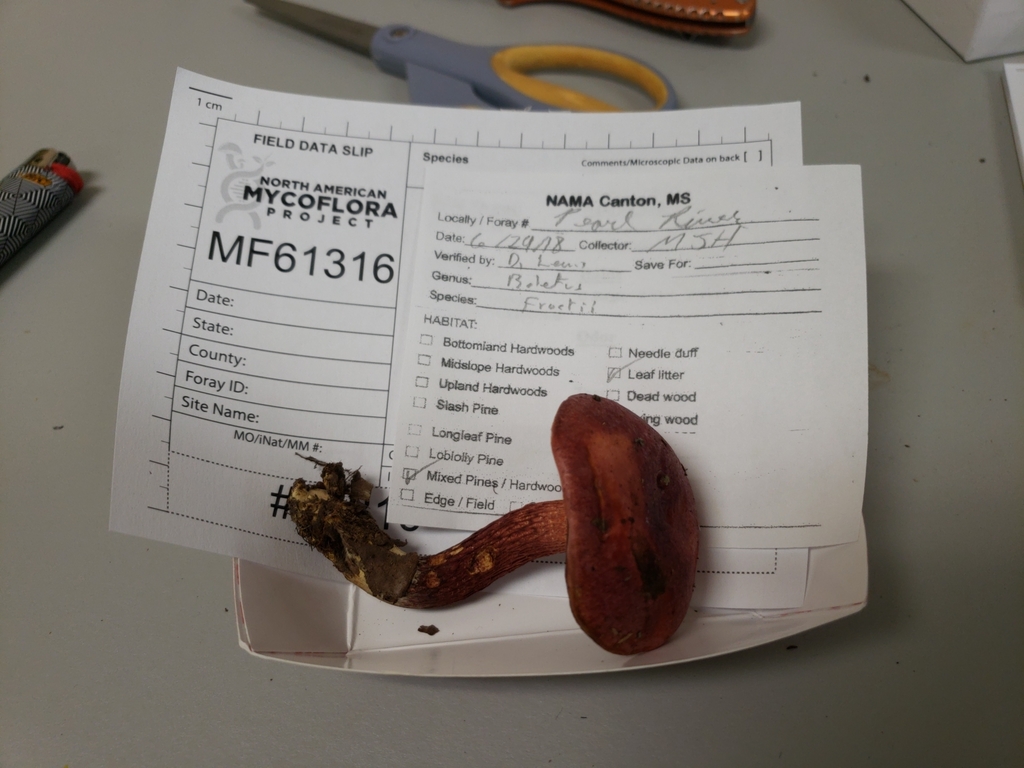 Butyriboletus frostii thumbnail